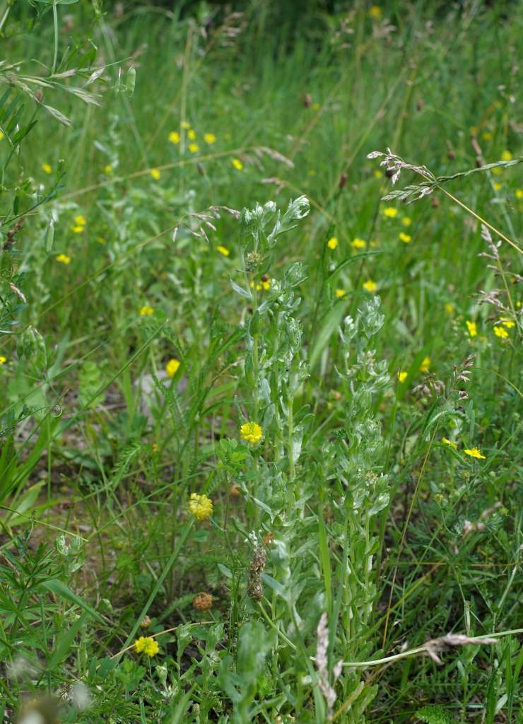 IMGP5376-1024~2.jpg