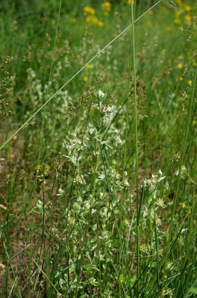 IMGP5382-1024~5.jpg