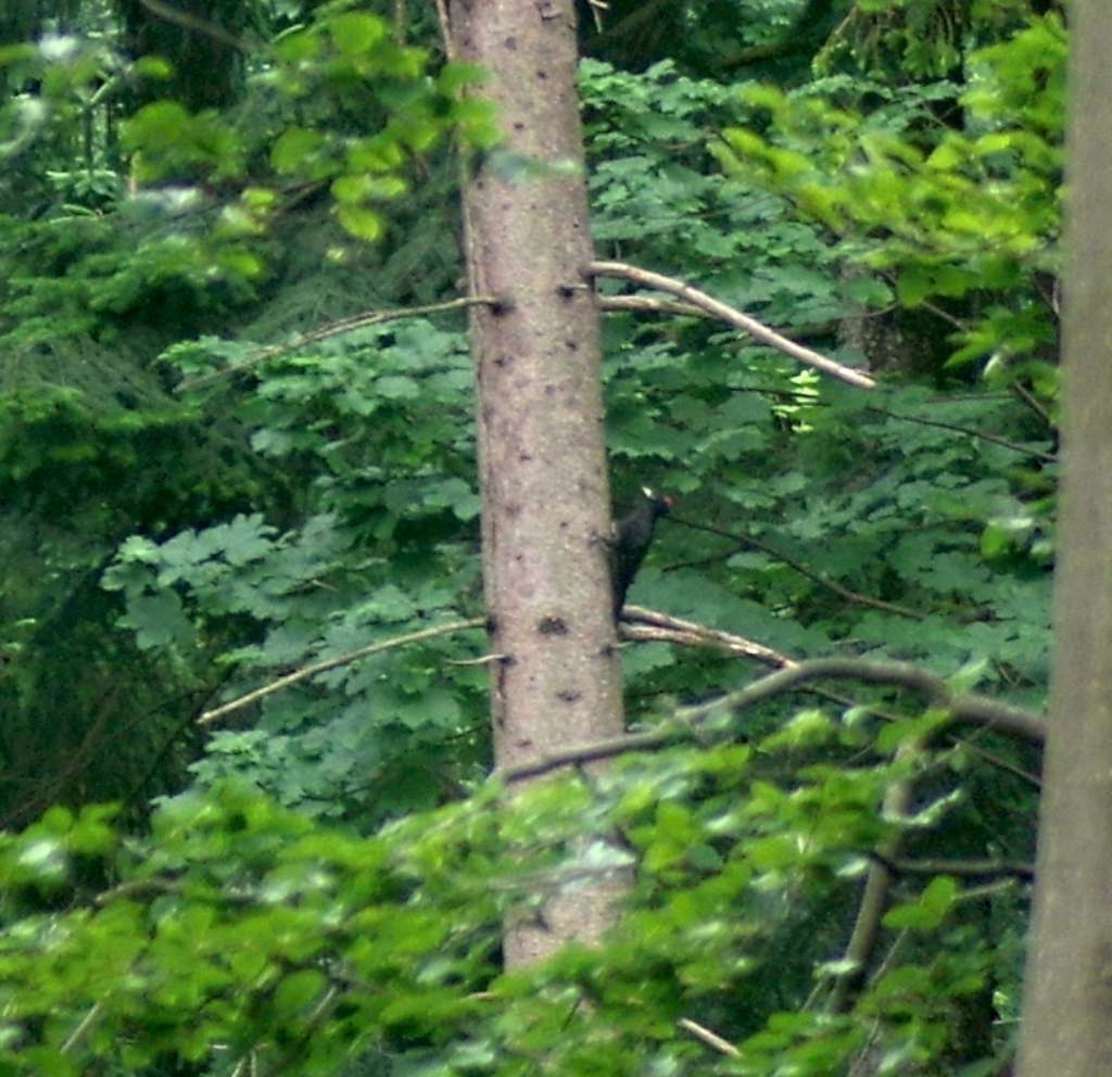 IMGP5393-1024~4.jpg