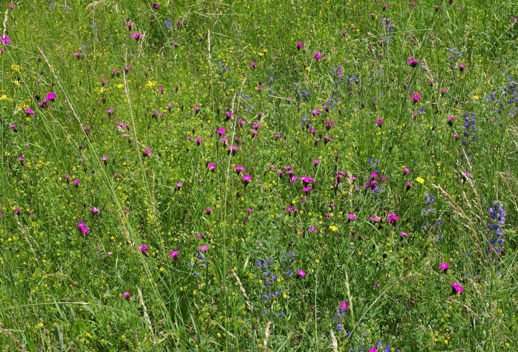 IMGP5397-1024~4.jpg