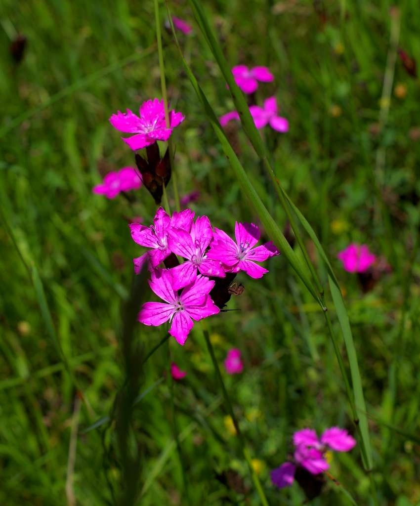 IMGP5401-1024~2.jpg