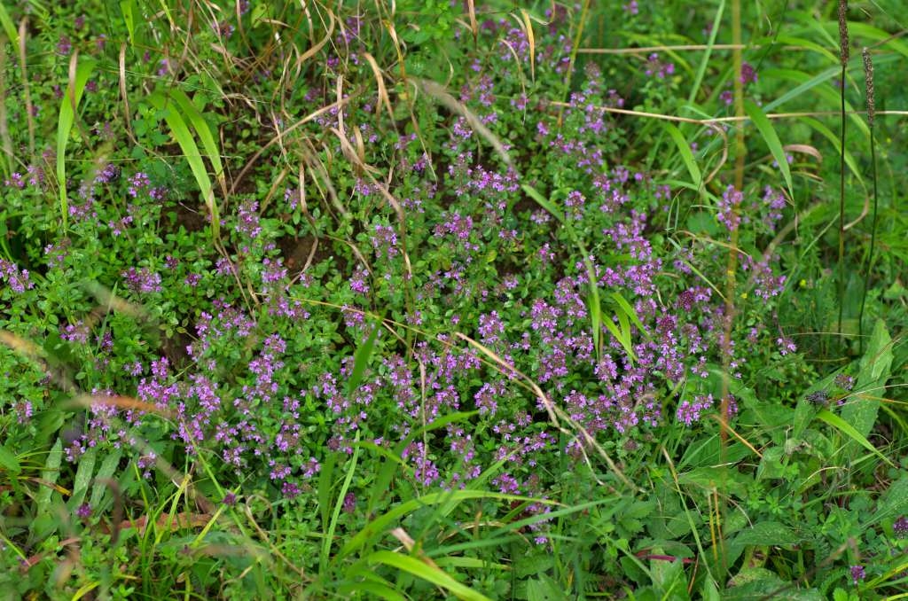 IMGP5409-1024~1.jpg