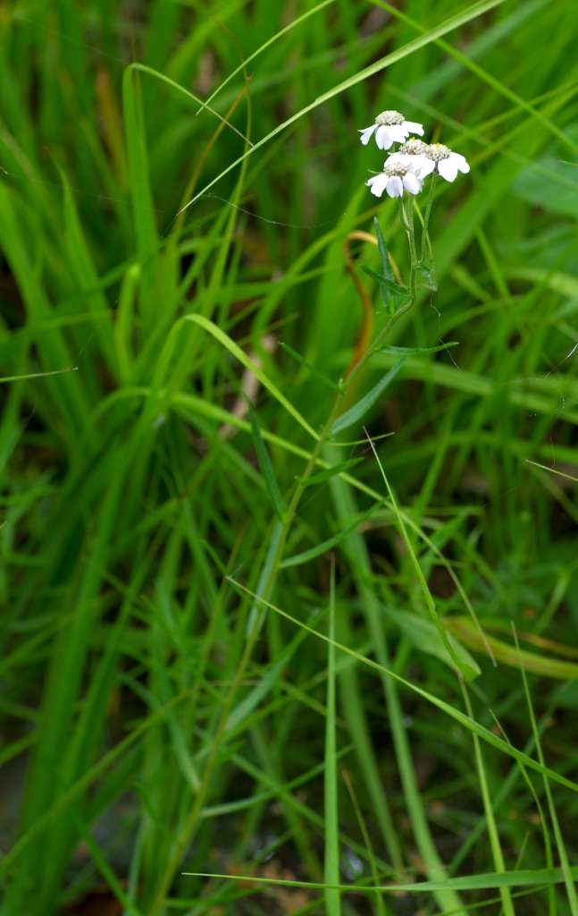 IMGP5414-1024~0.jpg