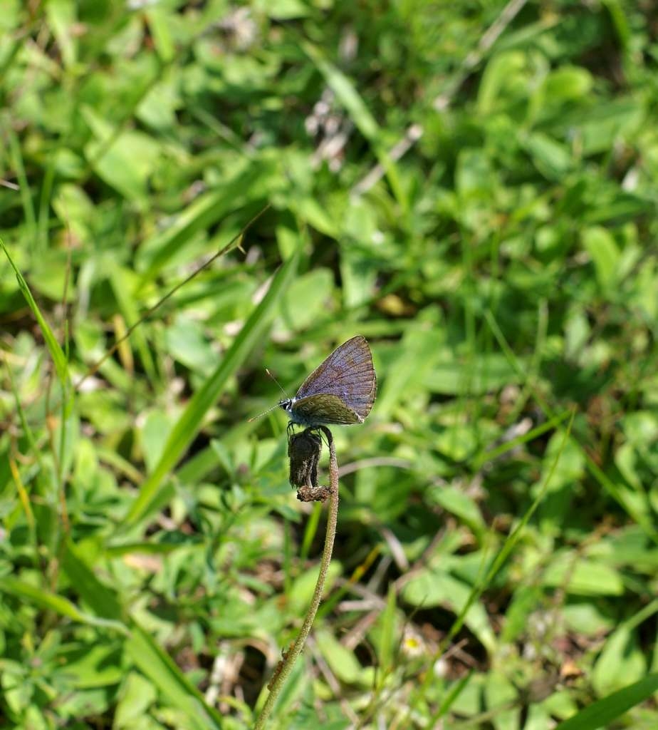IMGP5440-1024~4.jpg