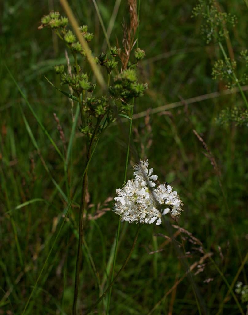 IMGP5449-1024~5.jpg