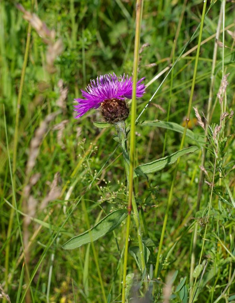 IMGP5450-1024~3.jpg