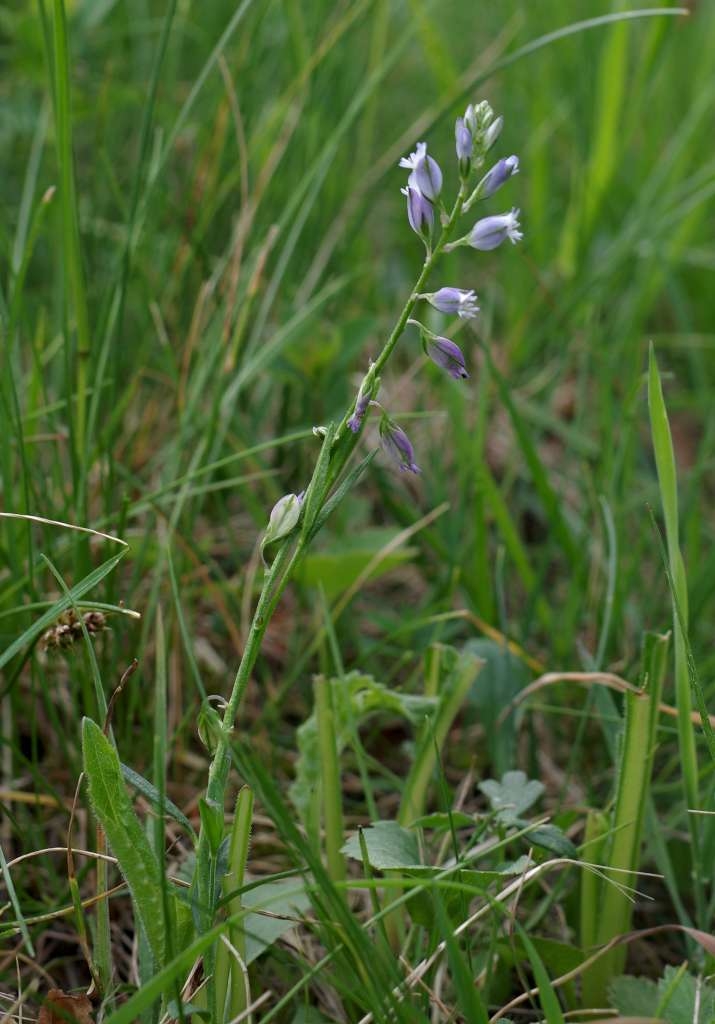IMGP5451-1024~3.jpg