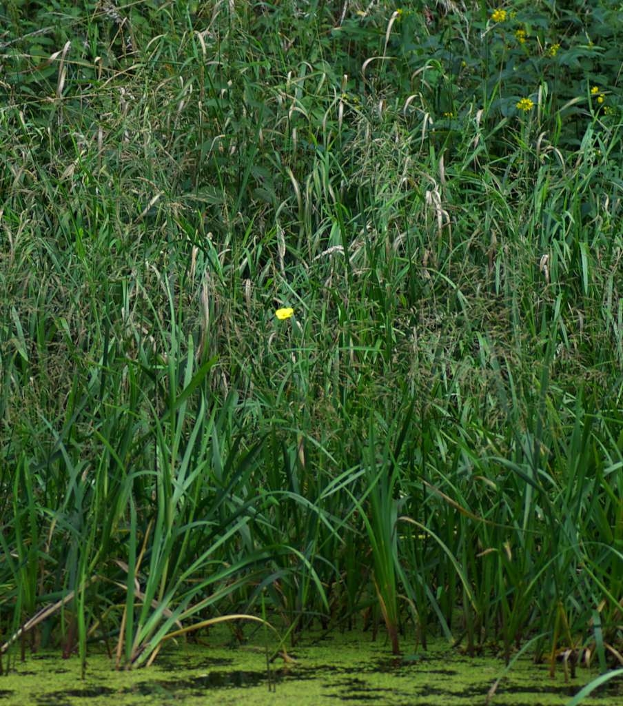 IMGP5458-1024~2.jpg