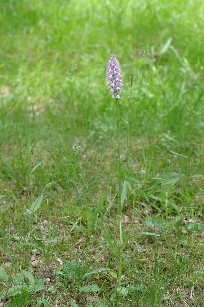 IMGP5484-1024~3.jpg