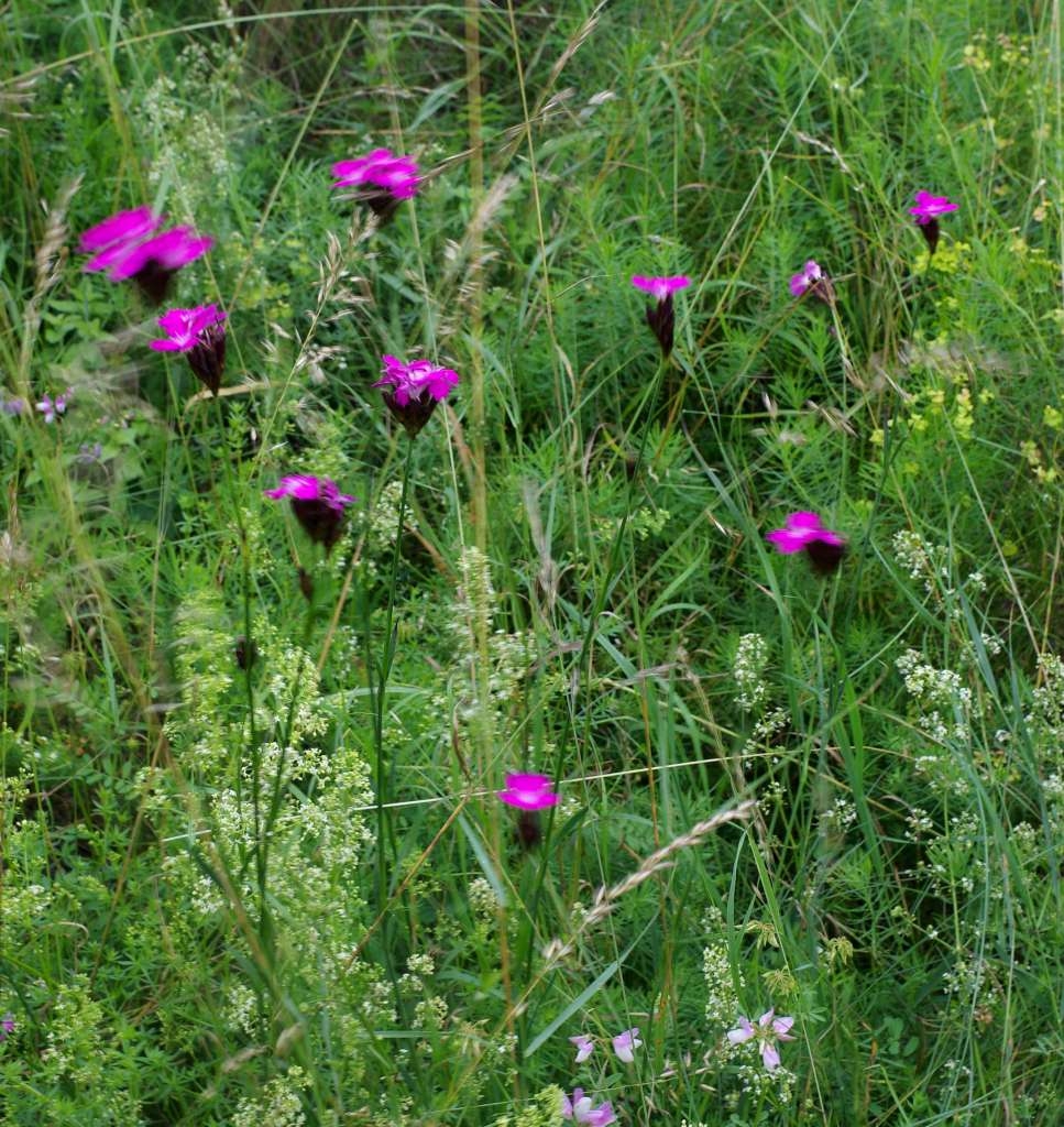 IMGP5485-1024~4.jpg