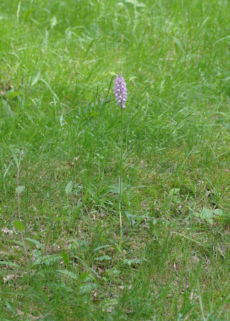 IMGP5488-1024~4.jpg