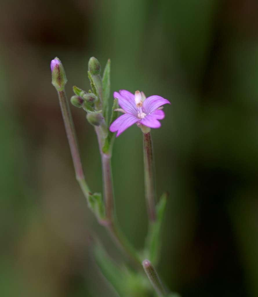 IMGP5503-1024~2.jpg