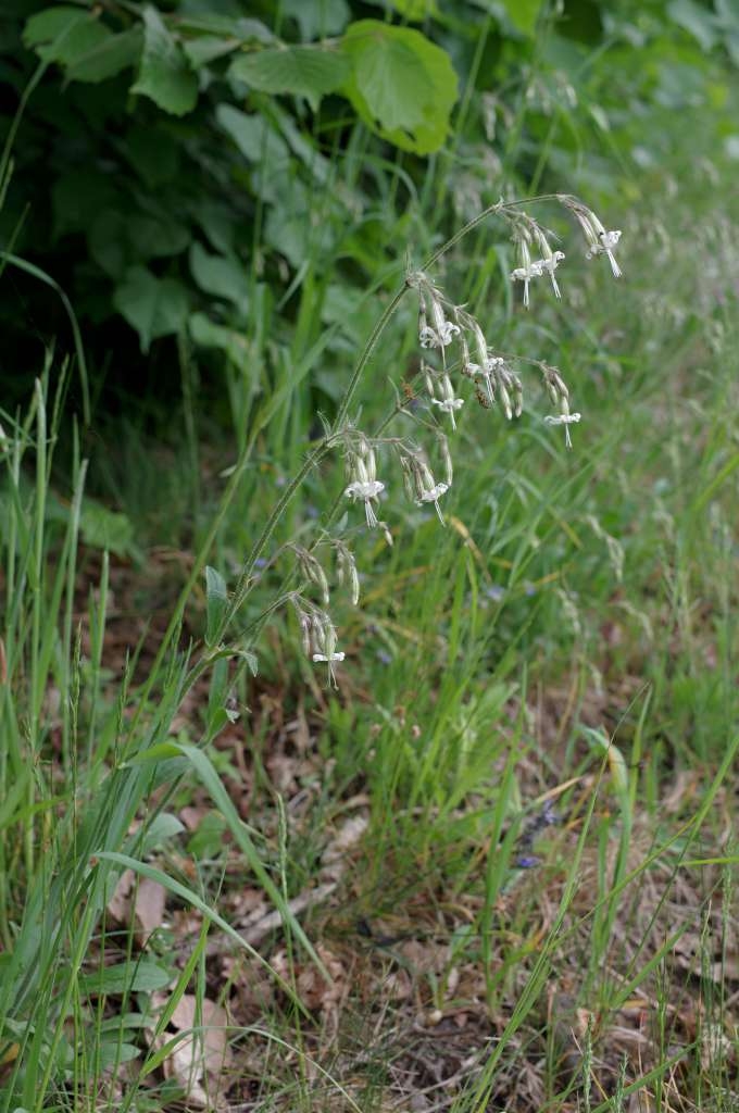 IMGP5513-1024~2.jpg