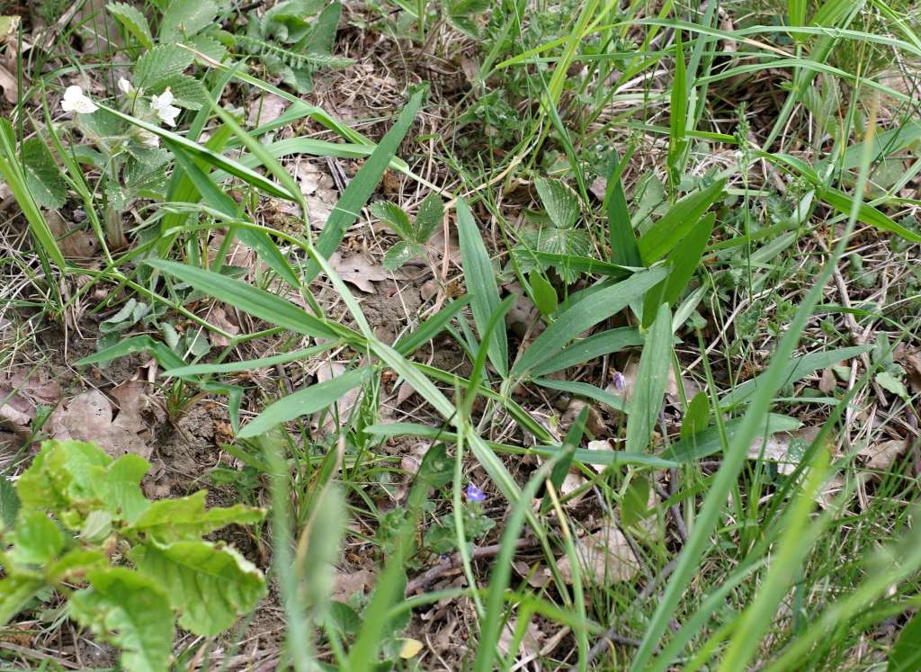 IMGP5516-1024~2.jpg