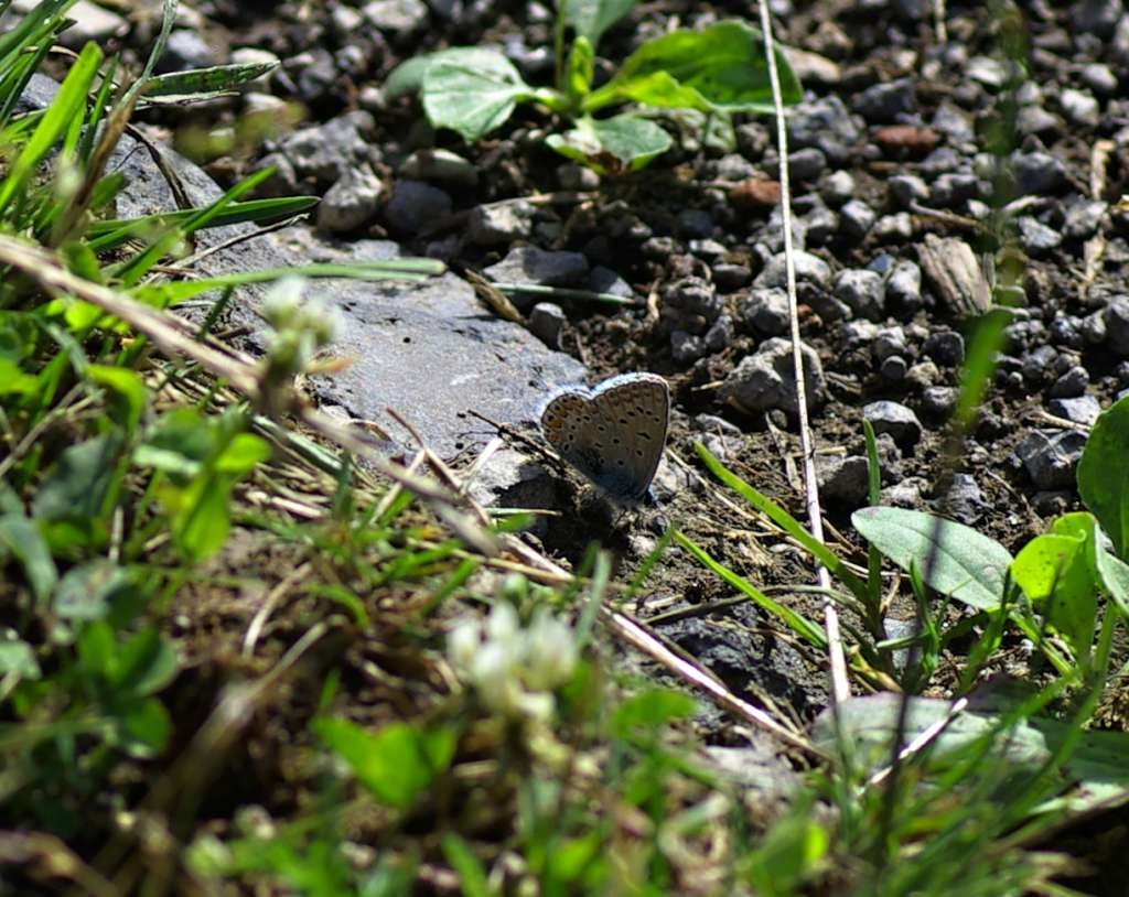 IMGP5517-1024~2.jpg