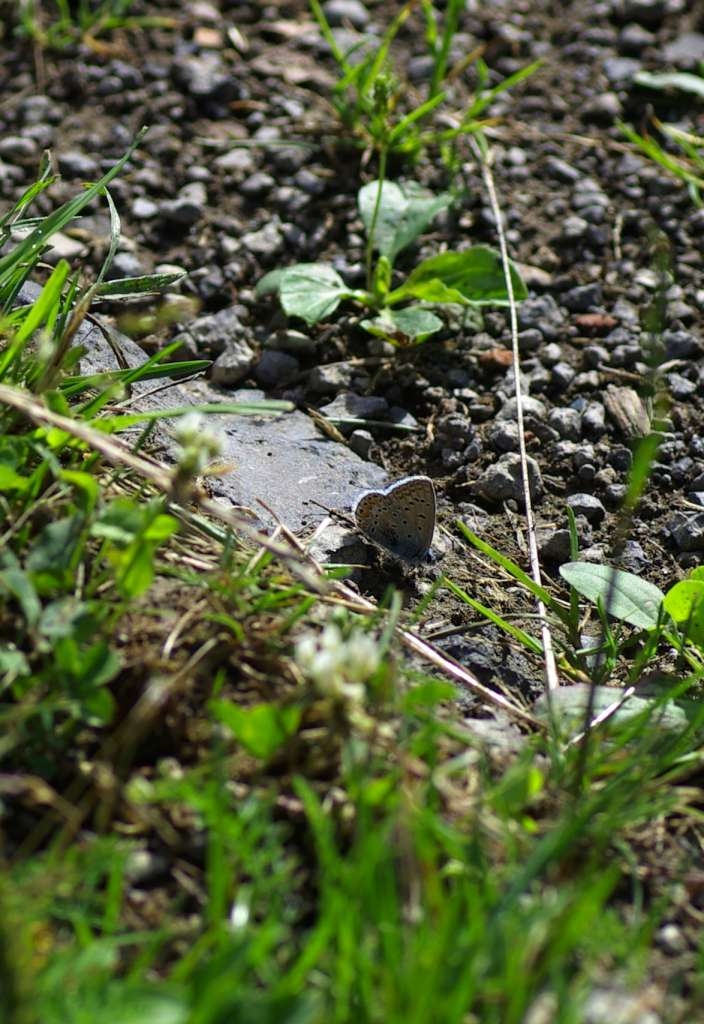 IMGP5518-1024~2.jpg