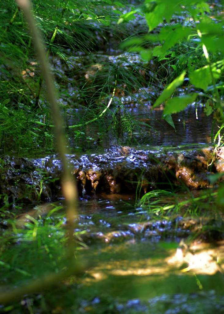 IMGP5538-1024~0.jpg