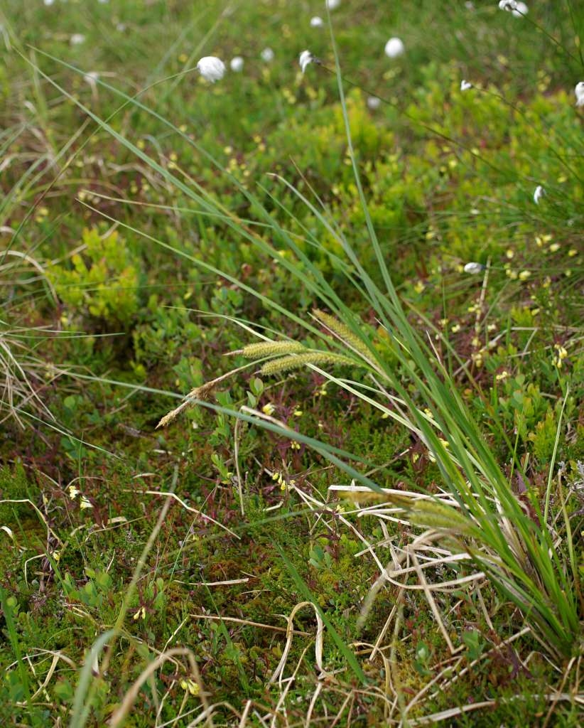 IMGP5542-1024~0.jpg