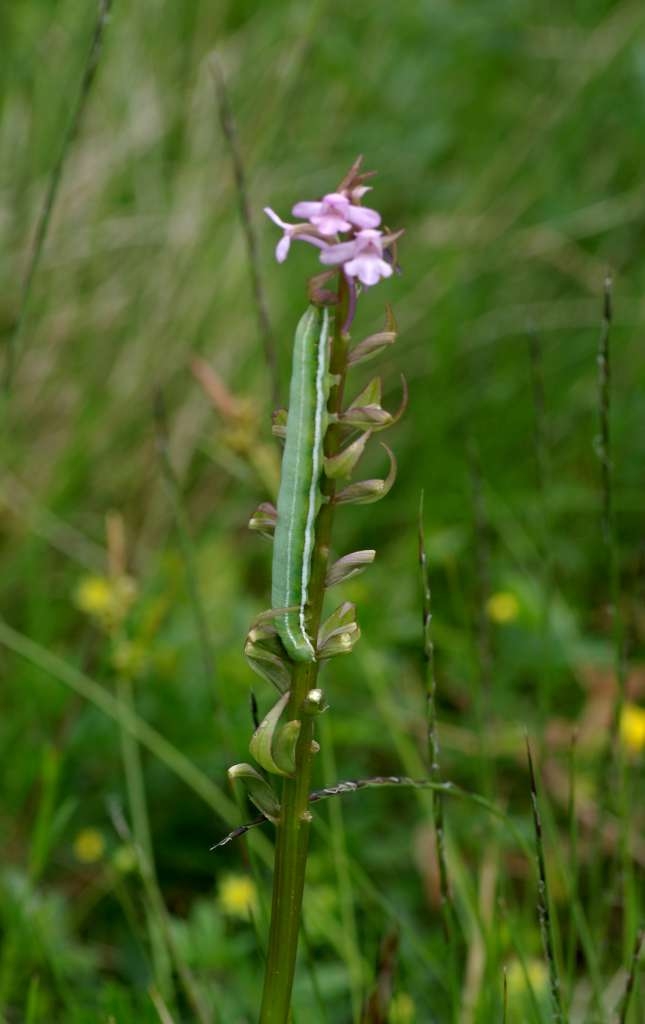 IMGP5552-1024~1.jpg