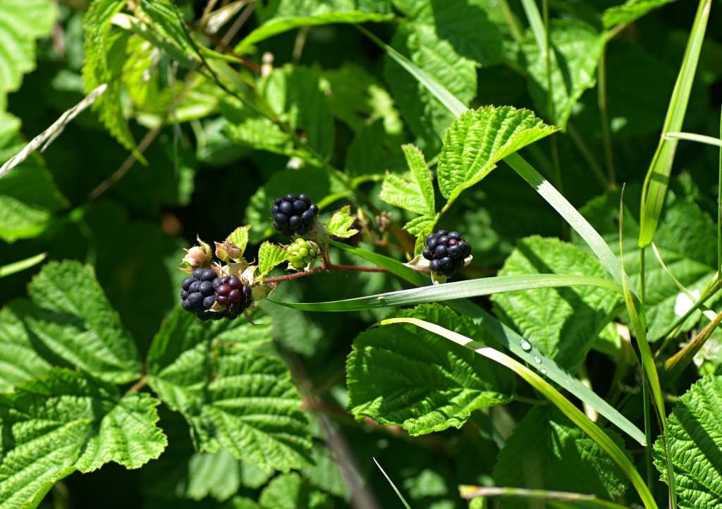 IMGP5554-1024~0.jpg