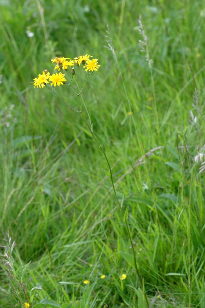 IMGP5573-1024~2.jpg