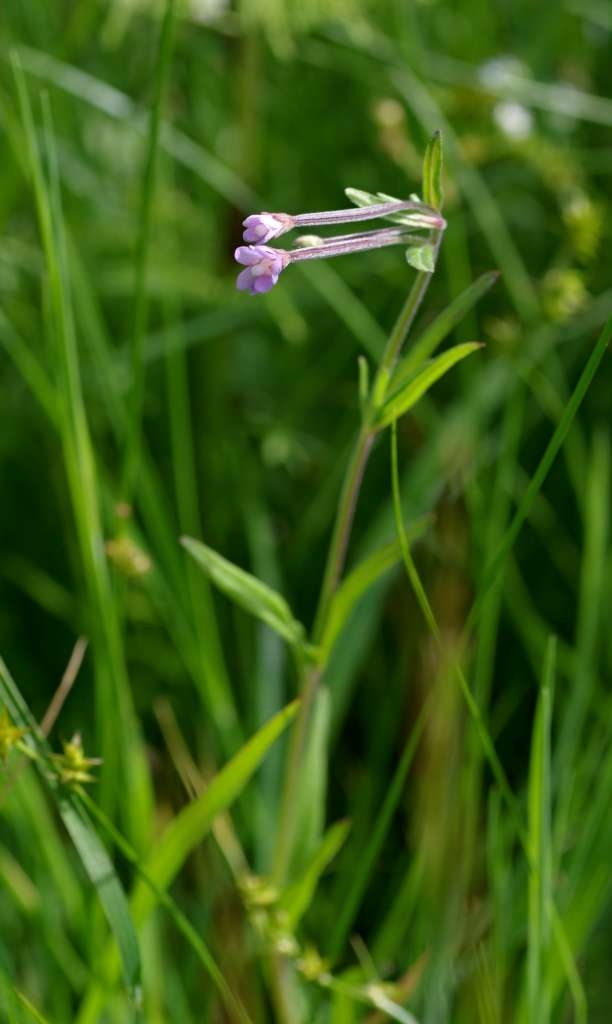 IMGP5577-1024~3.jpg