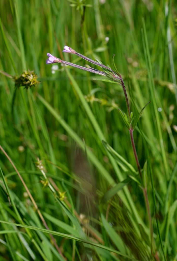 IMGP5578-1024~1.jpg
