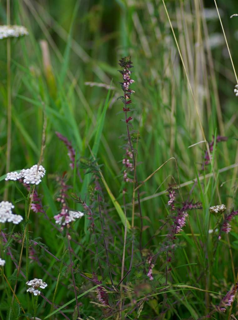 IMGP5592-1024~0.jpg