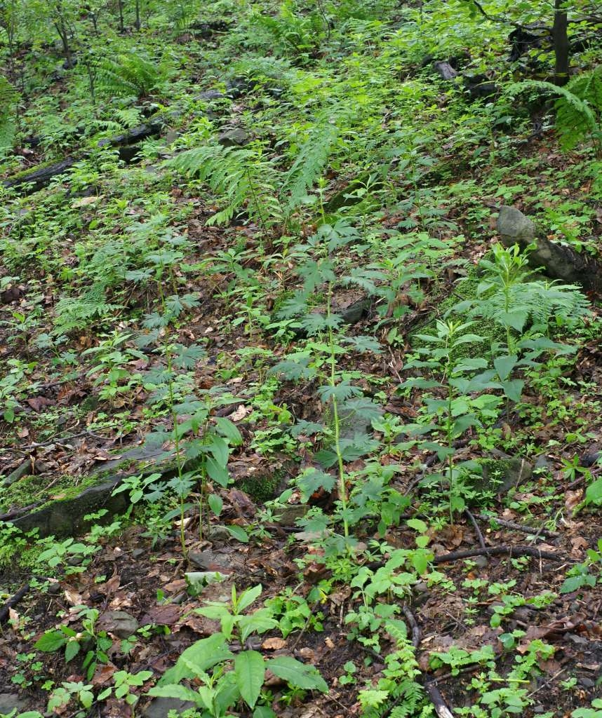 IMGP5626-1024~3.jpg