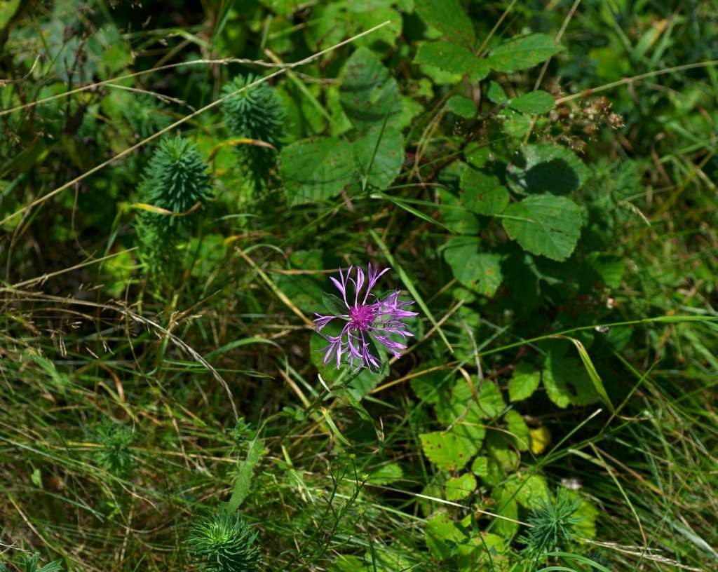 IMGP5642-1024~0.jpg