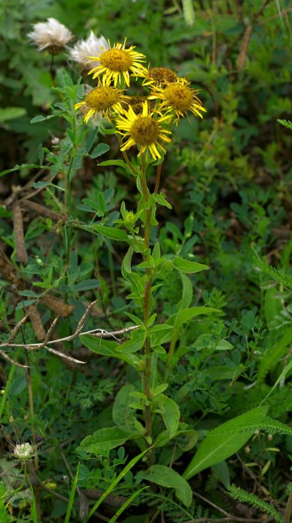 IMGP5643-1024~0.jpg