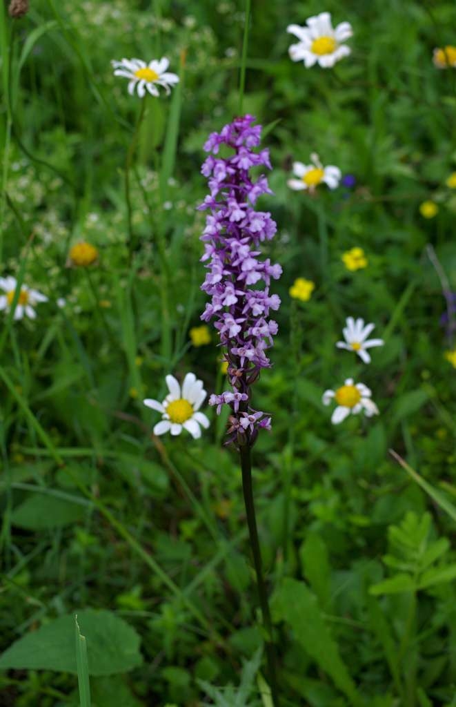 IMGP5706-1024~5.jpg