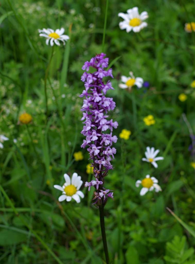 IMGP5707-1024~4.jpg