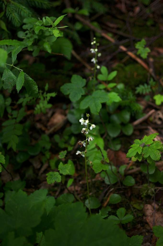 IMGP5716-1024~1.jpg