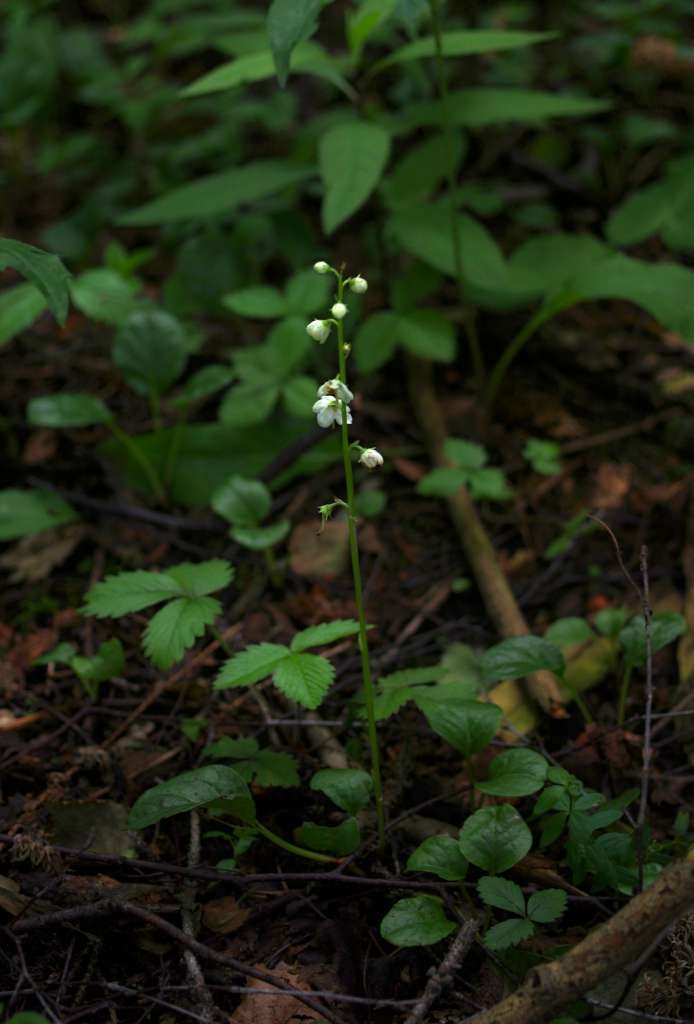 IMGP5717-1024~3.jpg
