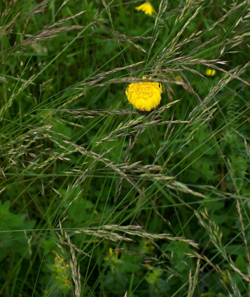 IMGP5719-1024~6.jpg