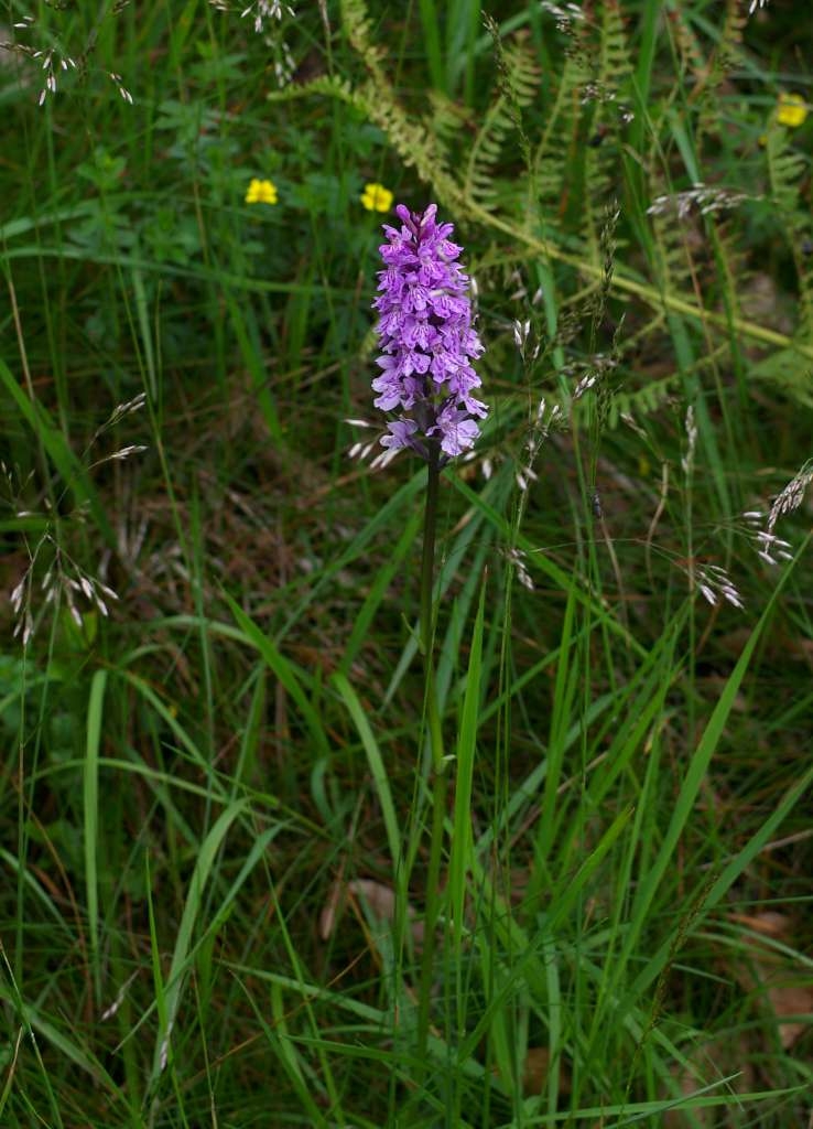 IMGP5723-1024~4.jpg