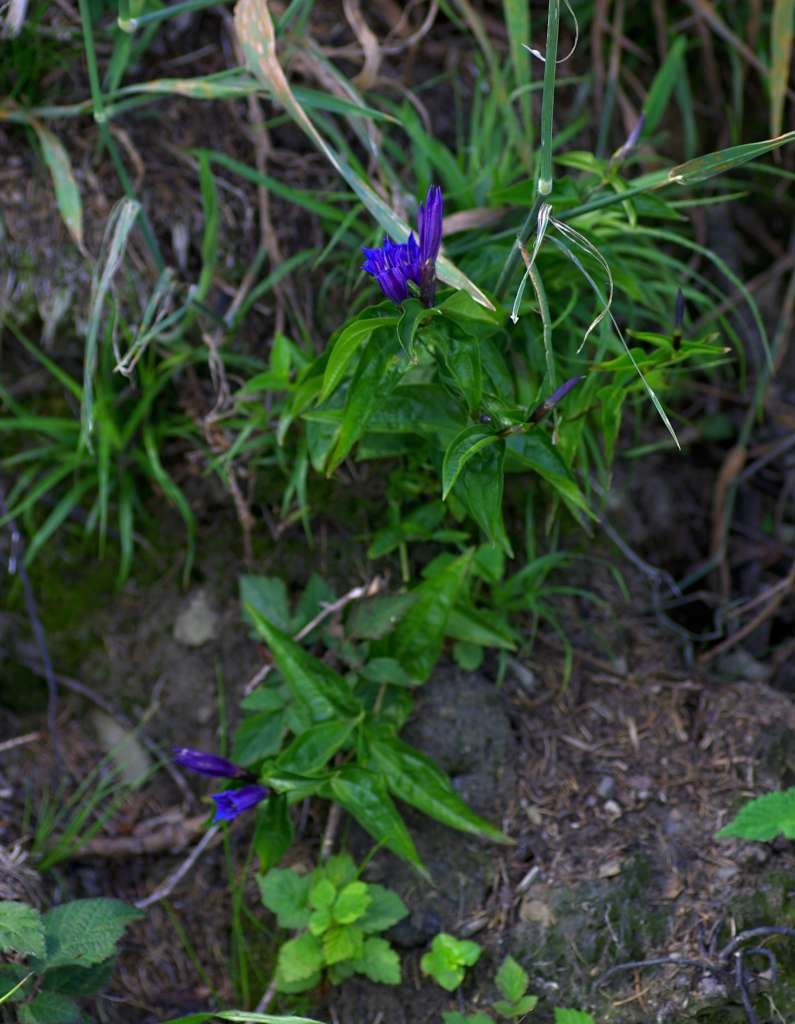 IMGP5725-1024.jpg