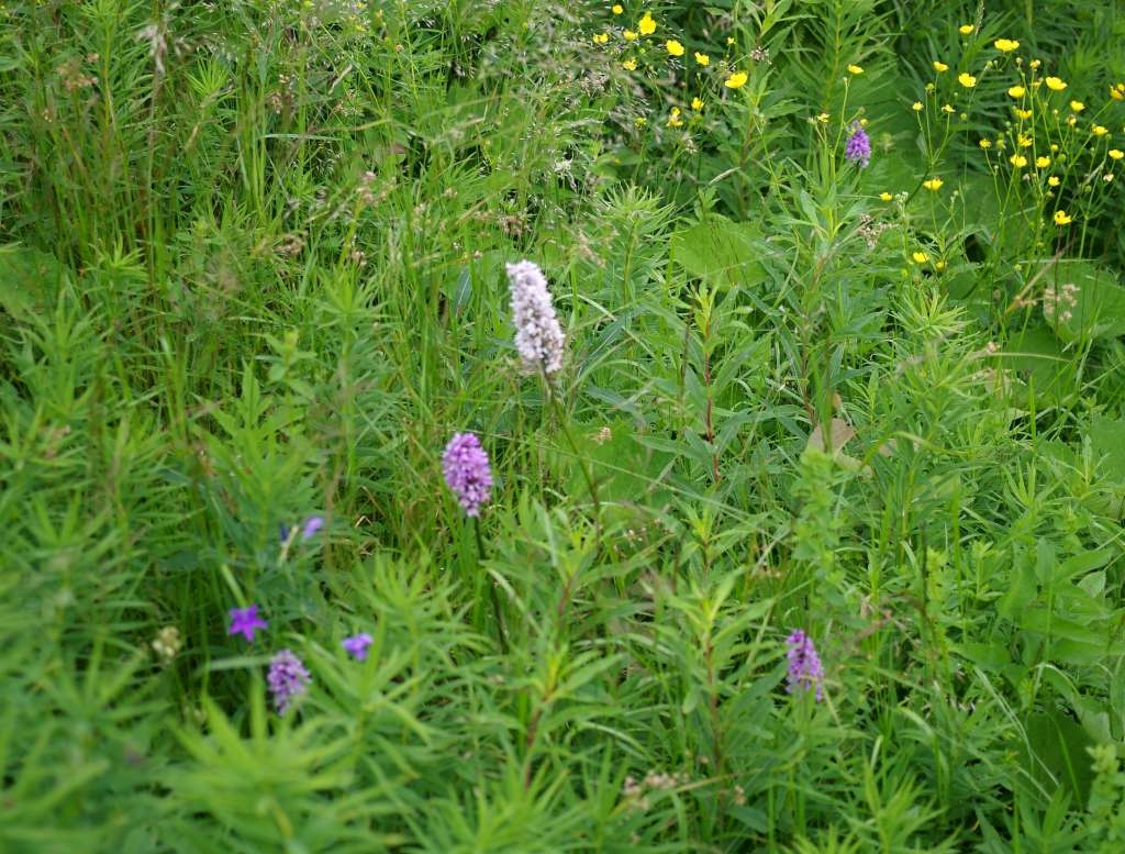 IMGP5727-1024~2.jpg