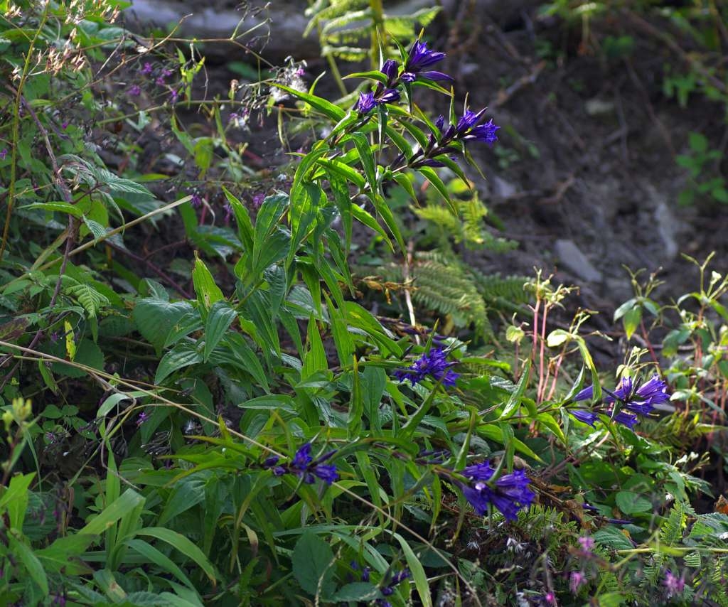 IMGP5753-1024~0.jpg