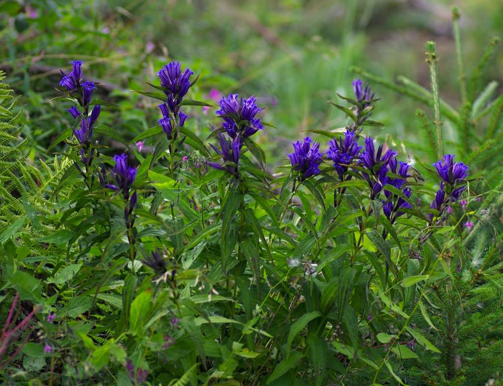 IMGP5759-1024~2.jpg