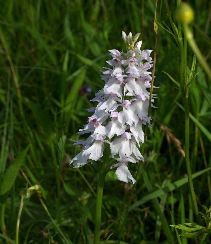 IMGP5766-1024~2.jpg