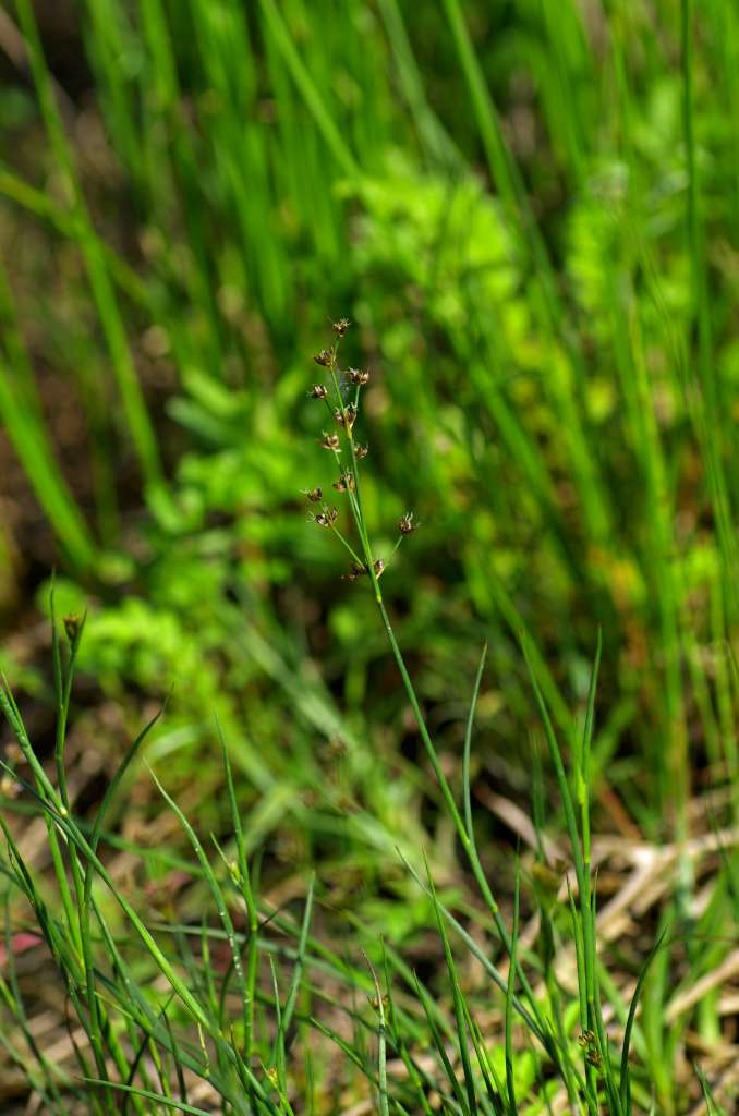 IMGP5771-1024.jpg