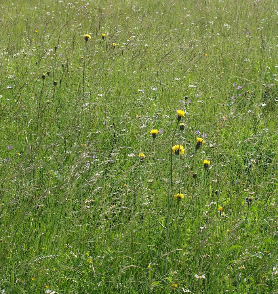 IMGP5775-1024~4.jpg