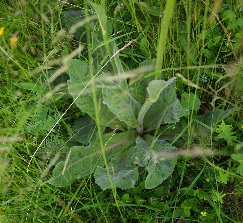 IMGP5777-1024~4.jpg
