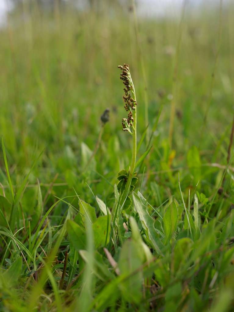 IMGP5782-1024~2.jpg