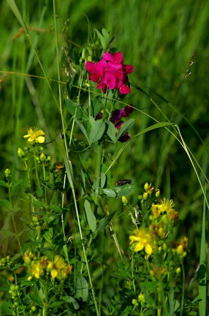 IMGP5787-1024~1.jpg