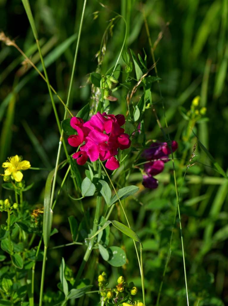 IMGP5794-1024~0.jpg