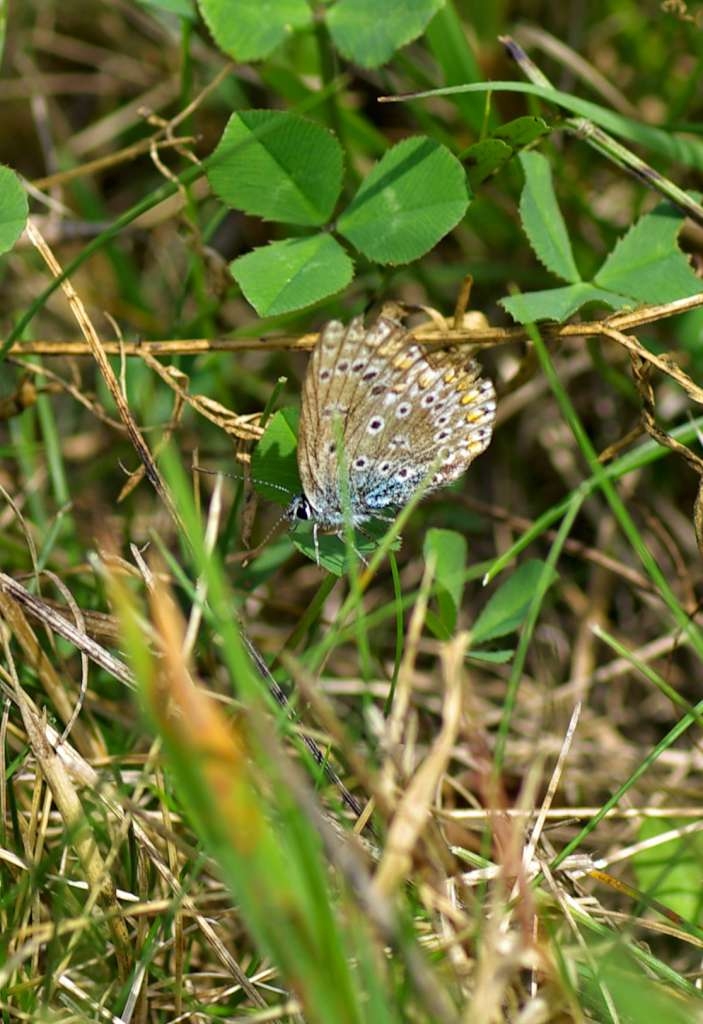 IMGP5798-1024~1.jpg