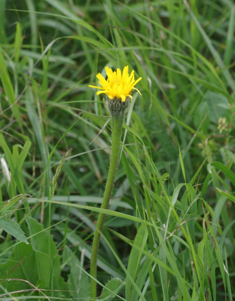 IMGP5814-1024~2.jpg